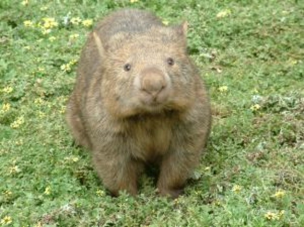 wombat at the grass in front view