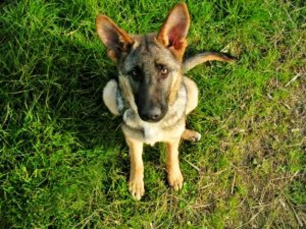 young german shepherd dog sitting on the grass