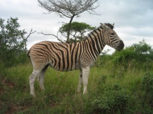 zebra at the forest in side view