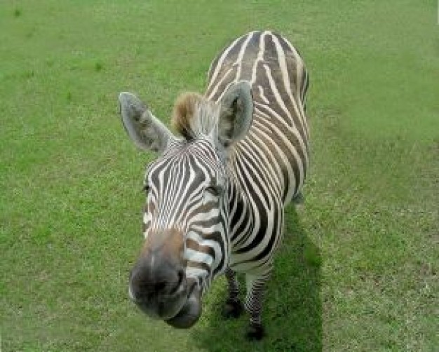 zebra at the grass in front view