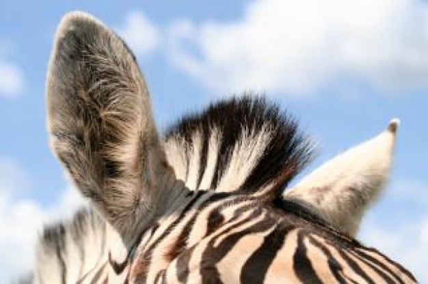 zebra ears fur on the head with sky background