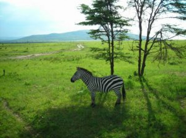 zebra masai mara  on the grass in afica