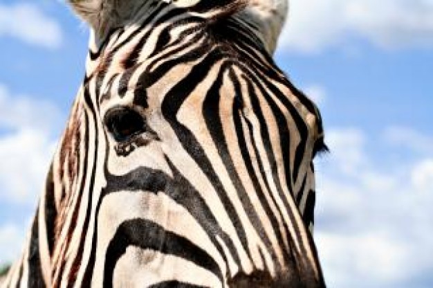 zebra profile gaze with blue sky background