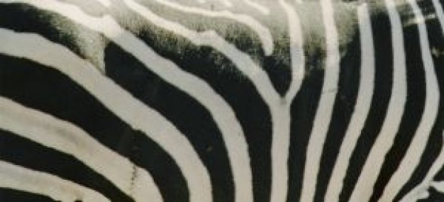 zebra shell feature in zoom