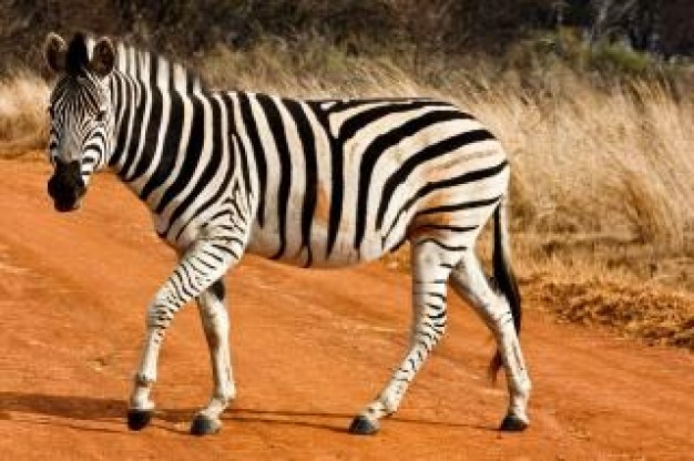 zebra strutting on yellow road of reserve