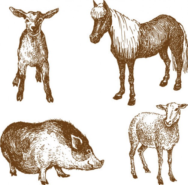 animals drawing by hand including sheep horse Boar