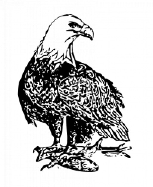 bald eagle Line art in front view