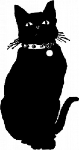 black cat with a neck belt sitting over white background