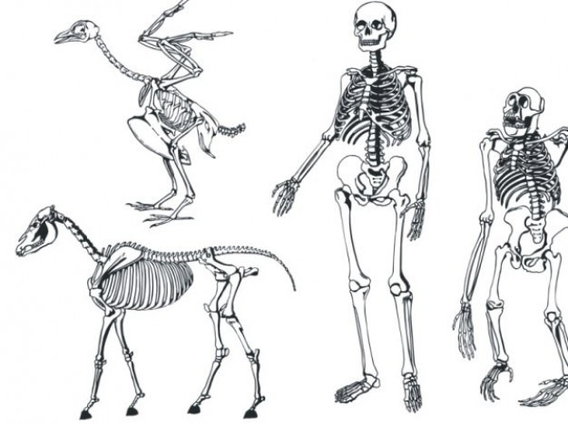 bone skeleton of Human horse bird material