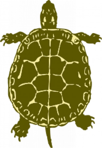 bronze-colored turtle in vertical top view