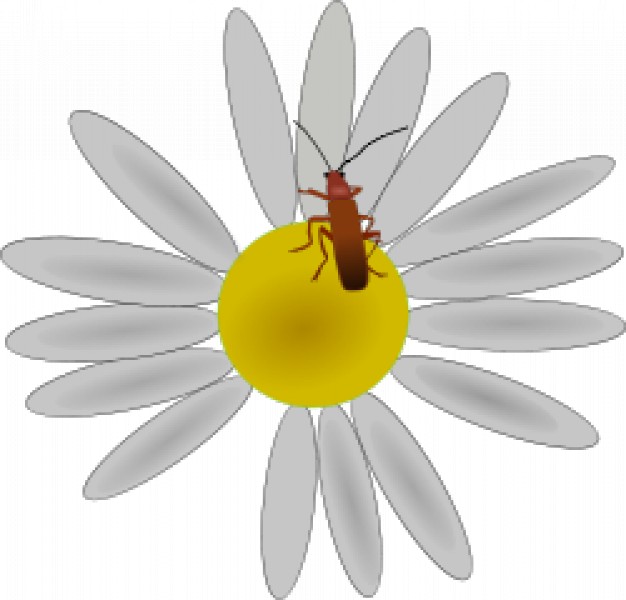 bug climbing on a flower