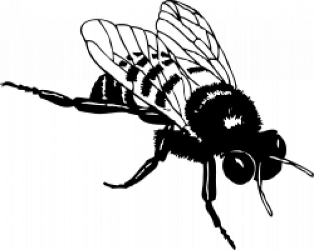 bumble bee in black and white
