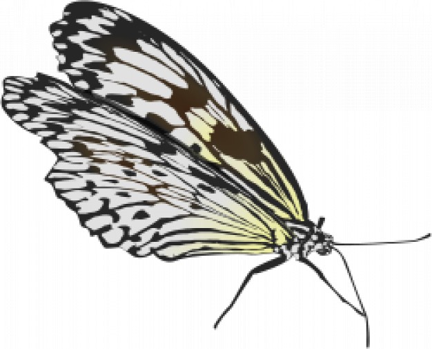 butterfly in side view