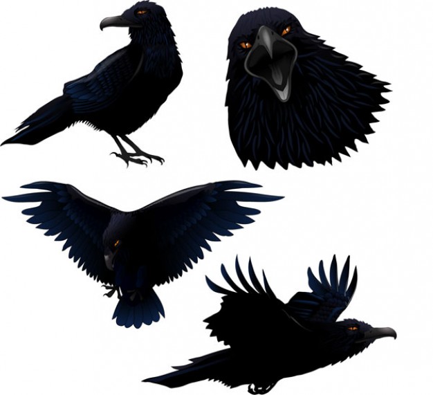 crow in different pose material