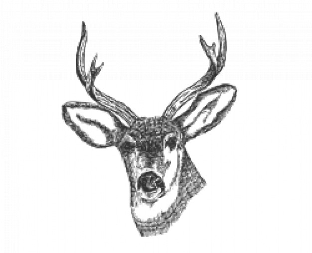 deer head in front view