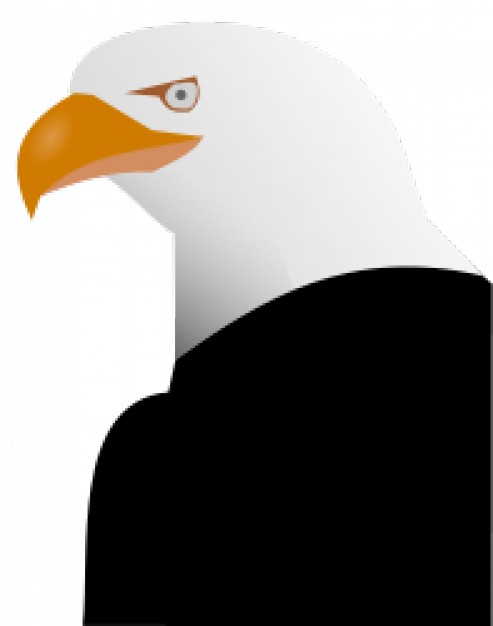 eagle with white head and black body