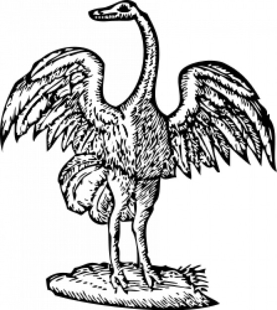 engraving of bird painted by hand