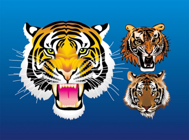 tiger head material in front view with blue background