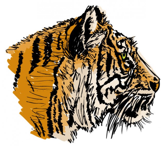 tiger head in side view illustration