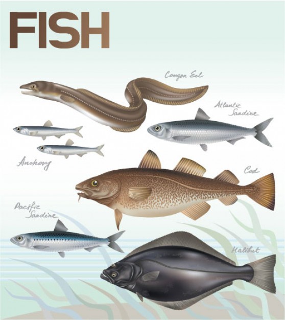 fishes in browns and grays