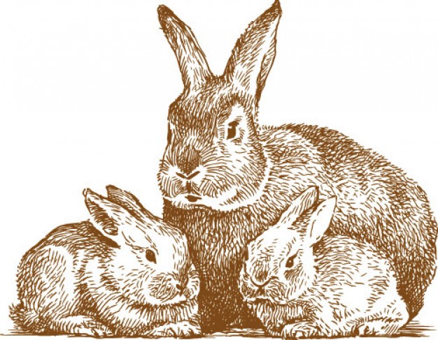 three rabbits family drawing by hand