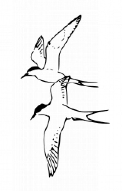 couple of arctic tern flying