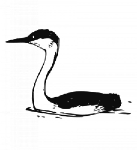western grebe swimming over water silhouette