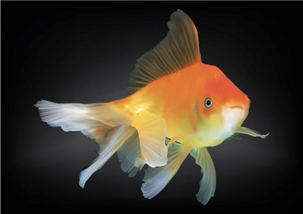 goldfish with light dark background