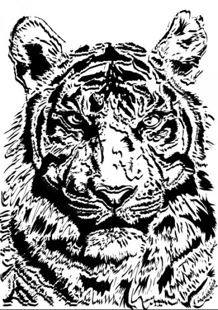 black and white tiger illustration in front view
