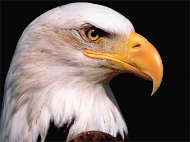 realistic eagle head in side view