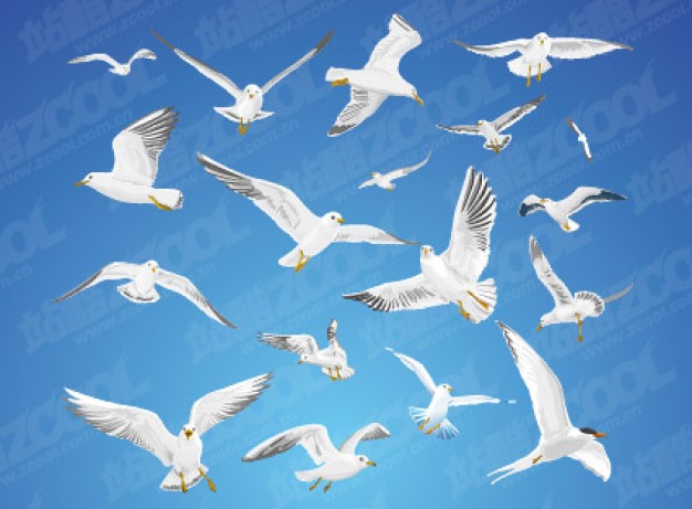 a variety of actions of seagull