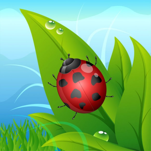 simple ladybird climbing on a leaf with drops of water