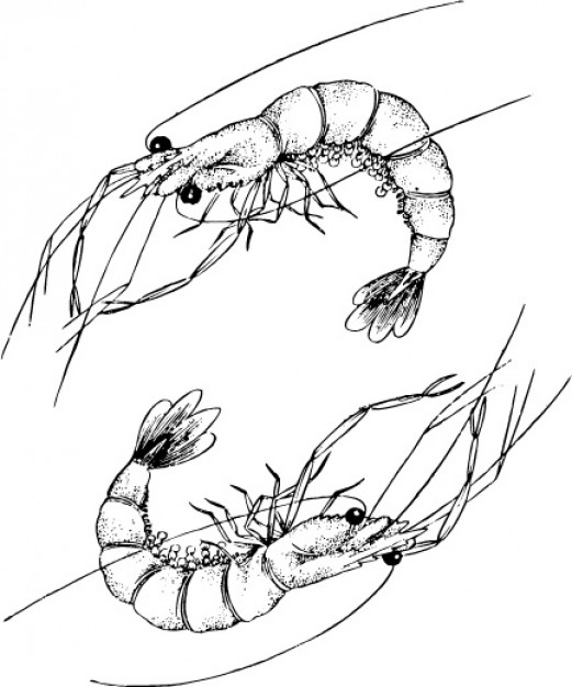a pair of lobster doodle