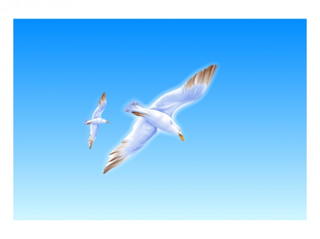 exquisite seagull flying over blue sky