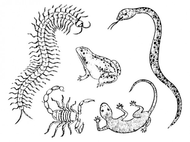 five poisonous animals material