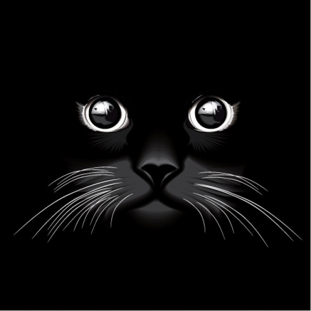 front view of black cat  in dark silhouette