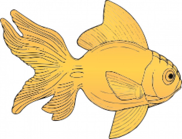 golden fish in side view