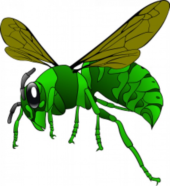 green hornet bee with green body in side view