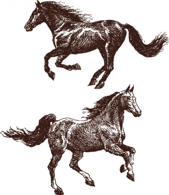 horse animals rising line art