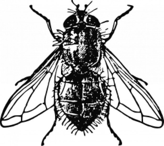 housefly Clip art in top view