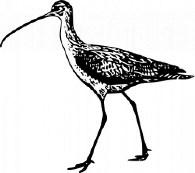 long billed curlew painted by hand