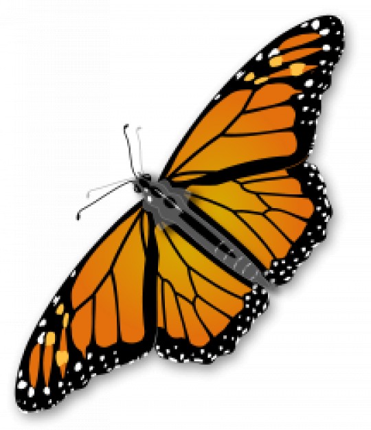 monarch butterfly with beautiful wings in top view