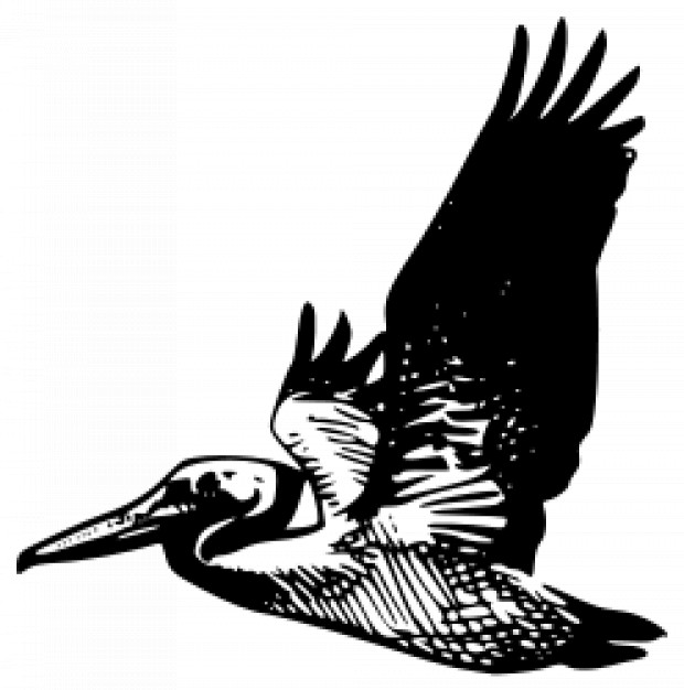 pelican flying silhouette