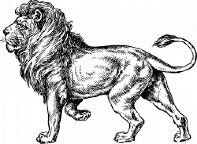 powerful lion in side view