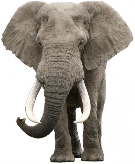realistic elephant photo material  in front view
