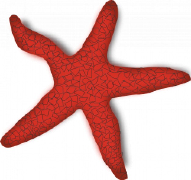 red starfish in top view