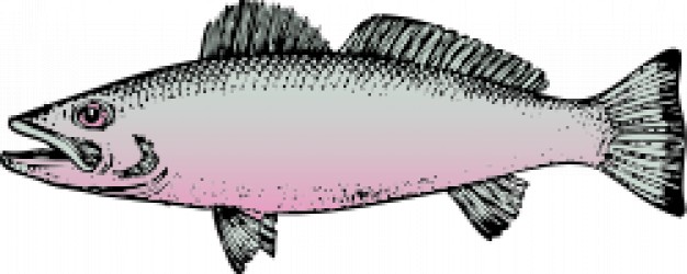 sea fish in side view