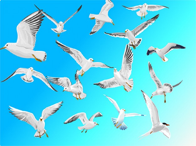 sea gull flying over blue sky