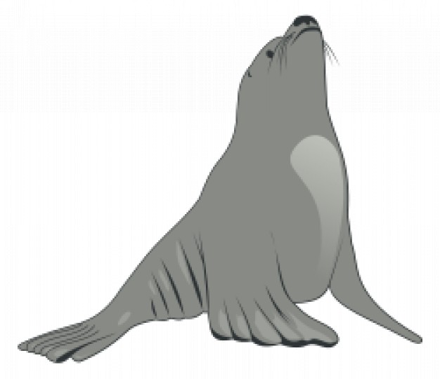 sea lion looking up in gray color