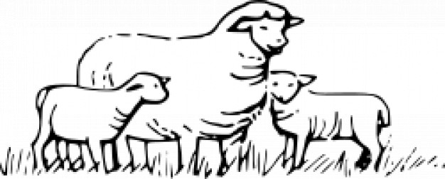 sheep mother with two baby in field